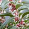 Sarcococca Hookeriana Winter Gem ('Pmoore03') (PBR) -Herbalife Shop pl2000020895