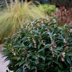 Sarcococca Hookeriana Winter Gem ('Pmoore03') (PBR) -Herbalife Shop pl2000020895 card2 lg