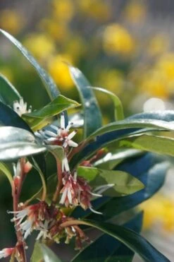 Sarcococca Hookeriana Winter Gem ('Pmoore03') (PBR) -Herbalife Shop pl2000020895 card3 lg