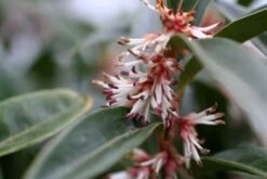 Sarcococca Hookeriana Winter Gem ('Pmoore03') (PBR) -Herbalife Shop pl2000020895 card4 lg