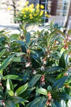 Sarcococca Hookeriana Winter Gem ('Pmoore03') (PBR) -Herbalife Shop pl2000020895 card5 lg