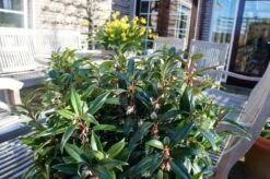 Sarcococca Hookeriana Winter Gem ('Pmoore03') (PBR) -Herbalife Shop pl2000020895 card6 lg