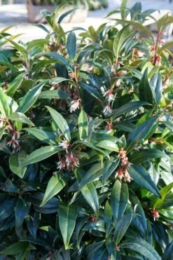 Sarcococca Hookeriana Winter Gem ('Pmoore03') (PBR) -Herbalife Shop pl2000020895 card7 lg