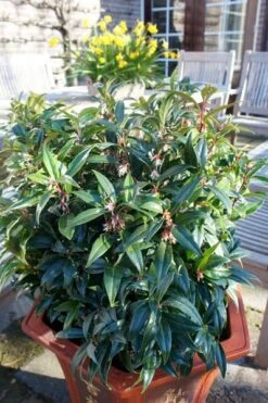 Sarcococca Hookeriana Winter Gem ('Pmoore03') (PBR) -Herbalife Shop pl2000020895 card8 lg
