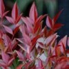 Nandina Domestica Obsessed ('Seika') (PBR) -Herbalife Shop pl2000020896