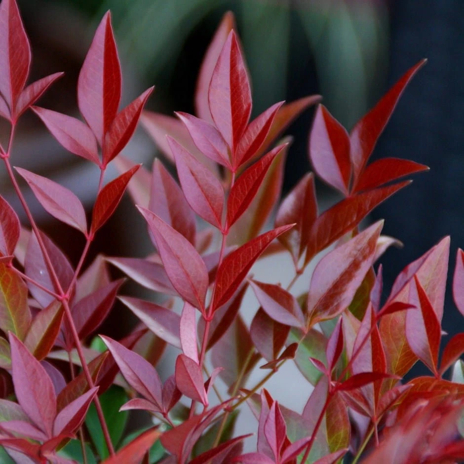 Nandina Domestica Obsessed ('Seika') (PBR) 3 Nandina Domestica Obsessed ('Seika') (PBR)