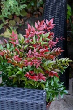 Nandina Domestica Obsessed ('Seika') (PBR) 21 Nandina Domestica Obsessed ('Seika') (PBR) -Herbalife Shop pl2000020896 card11 lg