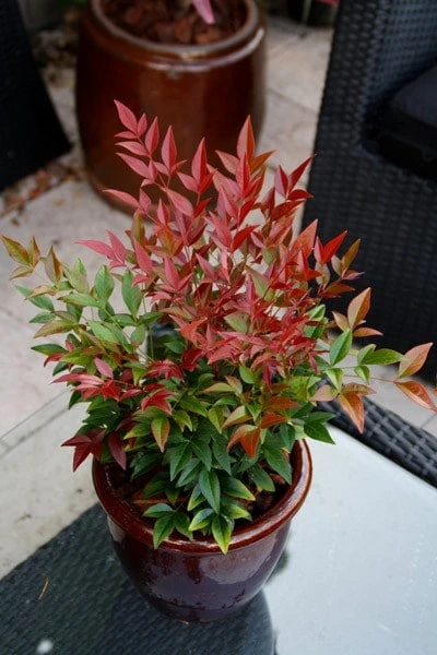 Nandina Domestica Obsessed ('Seika') (PBR) 4 Nandina Domestica Obsessed ('Seika') (PBR) - Image 2