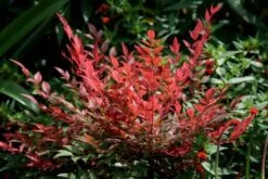 Nandina Domestica Obsessed ('Seika') (PBR) 14 Nandina Domestica Obsessed ('Seika') (PBR) -Herbalife Shop pl2000020896 card3 lg