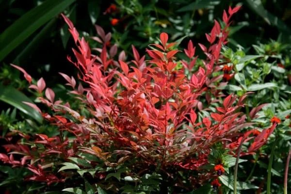 Nandina Domestica Obsessed ('Seika') (PBR) 5 Nandina Domestica Obsessed ('Seika') (PBR) - Image 3