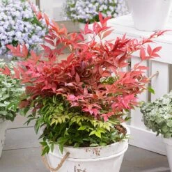 Nandina Domestica Obsessed ('Seika') (PBR) 16 Nandina Domestica Obsessed ('Seika') (PBR) -Herbalife Shop pl2000020896 card5 lg