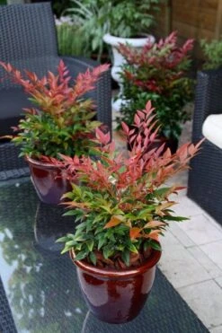 Nandina Domestica Obsessed ('Seika') (PBR) 17 Nandina Domestica Obsessed ('Seika') (PBR) -Herbalife Shop pl2000020896 card6 lg
