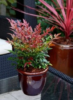Nandina Domestica Obsessed ('Seika') (PBR) 19 Nandina Domestica Obsessed ('Seika') (PBR) -Herbalife Shop pl2000020896 card8 lg