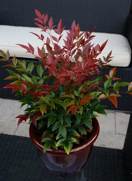 Nandina Domestica Obsessed ('Seika') (PBR) 11 Nandina Domestica Obsessed ('Seika') (PBR) - Image 9