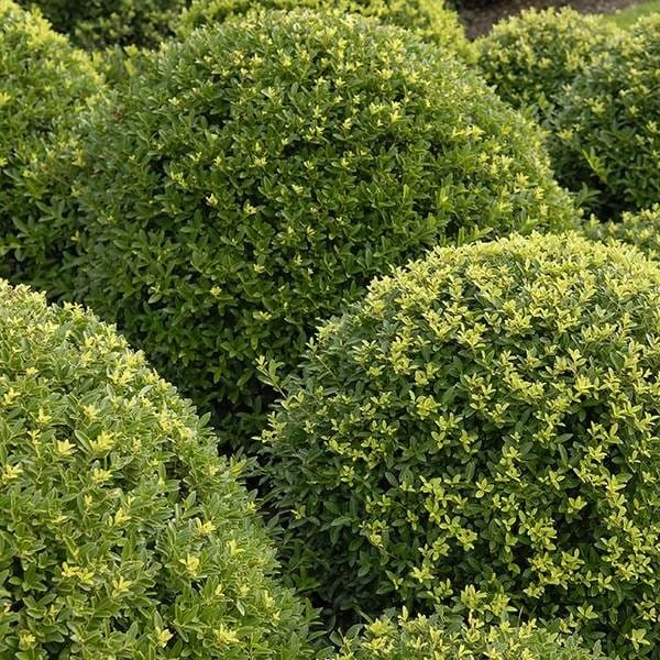 Ilex Crenata Dark Green ('Icoprins11') (PBR) 4 Ilex Crenata Dark Green ('Icoprins11') (PBR) - Image 2