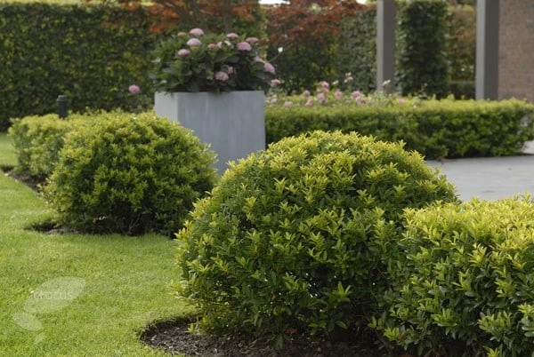 Ilex Crenata Dark Green ('Icoprins11') (PBR) 5 Ilex Crenata Dark Green ('Icoprins11') (PBR) - Image 3