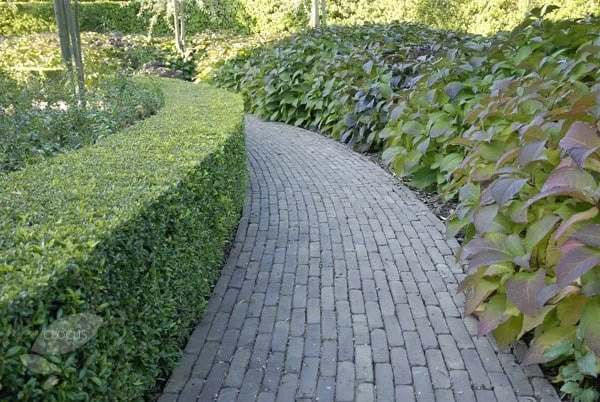 Ilex Crenata Dark Green ('Icoprins11') (PBR) 6 Ilex Crenata Dark Green ('Icoprins11') (PBR) - Image 4