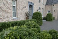 Ilex Crenata Dark Green ('Icoprins11') (PBR) 13 Ilex Crenata Dark Green ('Icoprins11') (PBR) -Herbalife Shop pl2000020898 card5 lg