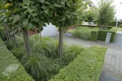 Ilex Crenata Dark Green ('Icoprins11') (PBR) 14 Ilex Crenata Dark Green ('Icoprins11') (PBR) -Herbalife Shop pl2000020898 card6 lg