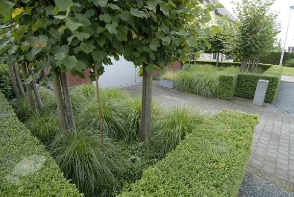 Ilex Crenata Dark Green ('Icoprins11') (PBR) 8 Ilex Crenata Dark Green ('Icoprins11') (PBR) - Image 6