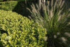 Ilex Crenata Dark Green ('Icoprins11') (PBR) 15 Ilex Crenata Dark Green ('Icoprins11') (PBR) -Herbalife Shop pl2000020898 card7 lg