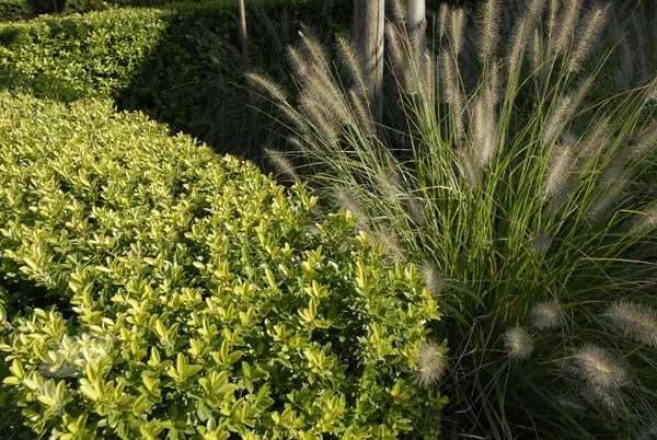 Ilex Crenata Dark Green ('Icoprins11') (PBR) 9 Ilex Crenata Dark Green ('Icoprins11') (PBR) - Image 7