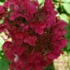 Hydrangea Paniculata 'Wim's Red' (PBR) 1 Hydrangea Paniculata 'Wim's Red' (PBR) -Herbalife Shop pl2000020899