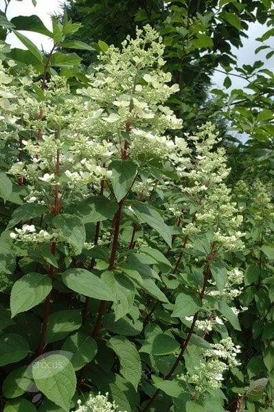 Hydrangea Paniculata 'Wim's Red' (PBR) 4 Hydrangea Paniculata 'Wim's Red' (PBR) - Image 2