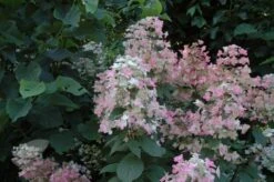 Hydrangea Paniculata 'Wim's Red' (PBR) 9 Hydrangea Paniculata 'Wim's Red' (PBR) -Herbalife Shop pl2000020899 card3 lg