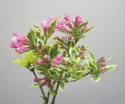 Weigela Florida Magical Rainbow ('Kolmagira') (PBR) -Herbalife Shop pl2000020903 card3 lg