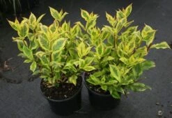 Weigela Florida Magical Rainbow ('Kolmagira') (PBR) -Herbalife Shop pl2000020903 card4 lg