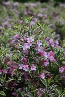 Weigela Florida Magical Rainbow ('Kolmagira') (PBR) -Herbalife Shop pl2000020903 card6 lg