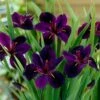 Iris 'Black Gamecock' 1 Iris 'Black Gamecock' -Herbalife Shop pl2000020914
