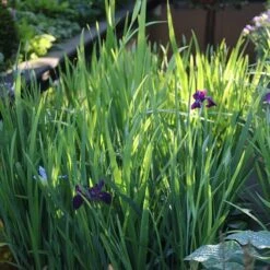 Iris 'Black Gamecock' -Herbalife Shop pl2000020914 card2 lg