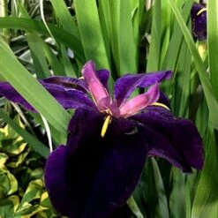 Iris 'Black Gamecock' -Herbalife Shop pl2000020914 card3 lg