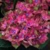 Hydrangea Macrophylla Glam Rock ('Horwack') (PBR) -Herbalife Shop pl2000020917