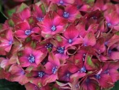 Hydrangea Macrophylla Glam Rock ('Horwack') (PBR) -Herbalife Shop pl2000020917 card2 lg