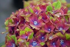 Hydrangea Macrophylla Glam Rock ('Horwack') (PBR) -Herbalife Shop pl2000020917 card3 lg