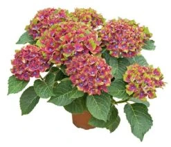 Hydrangea Macrophylla Glam Rock ('Horwack') (PBR) -Herbalife Shop pl2000020917 card4 lg