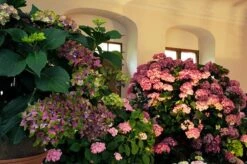 Hydrangea Macrophylla Glam Rock ('Horwack') (PBR) -Herbalife Shop pl2000020917 card5 lg