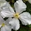 Clematis 'Prince George' -Herbalife Shop pl2000020928