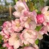 Malus 'Pink Perfection' 2 Malus 'Pink Perfection' -Herbalife Shop pl2000020941