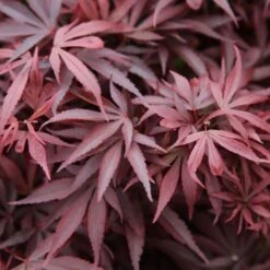 Acer Palmatum 'Shaina'
