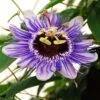 Passiflora 'Purple Haze' 2 Passiflora 'Purple Haze' -Herbalife Shop pl2000020952