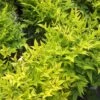 Nandina Domestica Magical Lemon And Lime ('Lemlim') (PBR) -Herbalife Shop pl2000020961