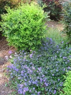 Nandina Domestica Magical Lemon And Lime ('Lemlim') (PBR) -Herbalife Shop pl2000020961 card2 lg