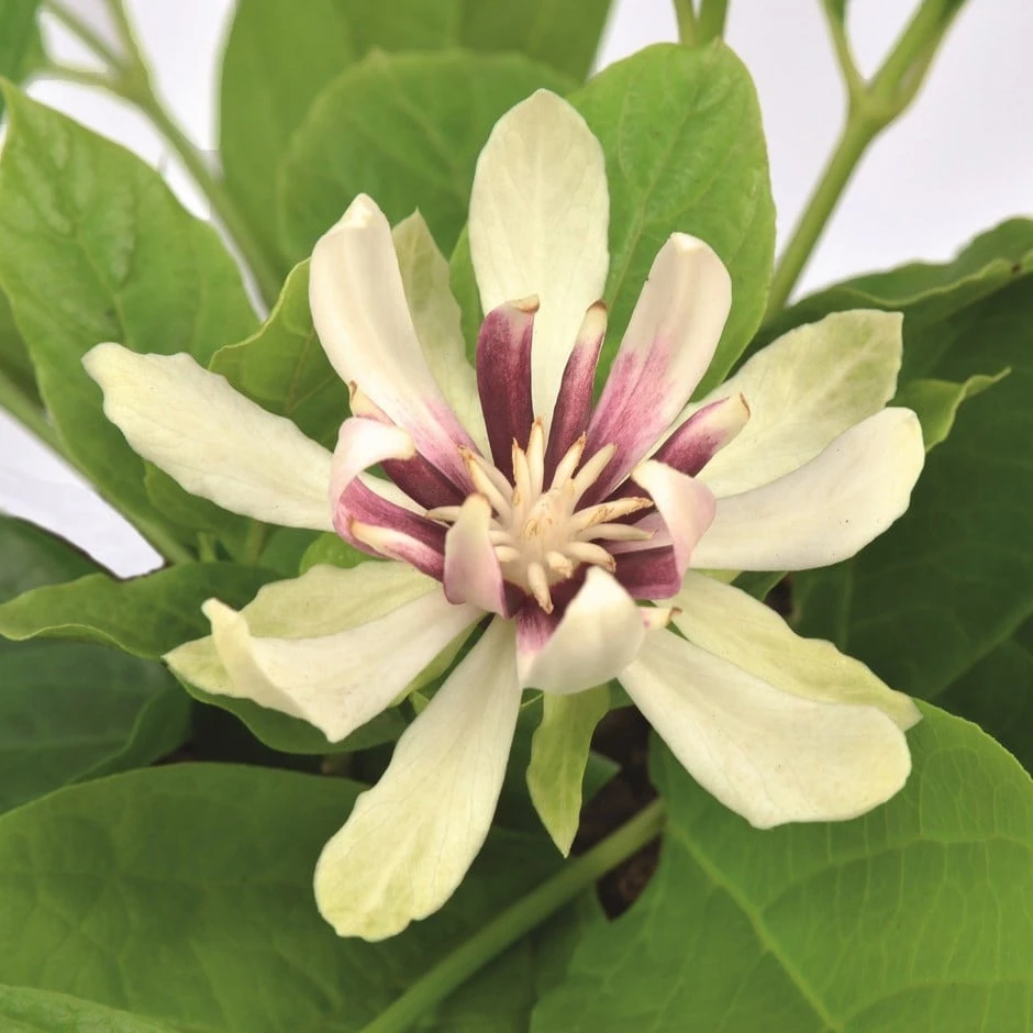 Calycanthus 'Venus' 3 Calycanthus 'Venus'