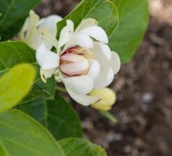 Calycanthus 'Venus' 6 Calycanthus 'Venus' -Herbalife Shop pl2000020964 card2 lg