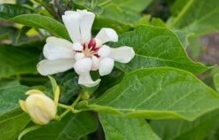 Calycanthus 'Venus' 7 Calycanthus 'Venus' -Herbalife Shop pl2000020964 card3 lg