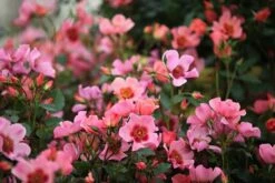 Rosa For Your Eyes Only ('Cheweyesup') (PBR) -Herbalife Shop pl2000020975 card2 lg